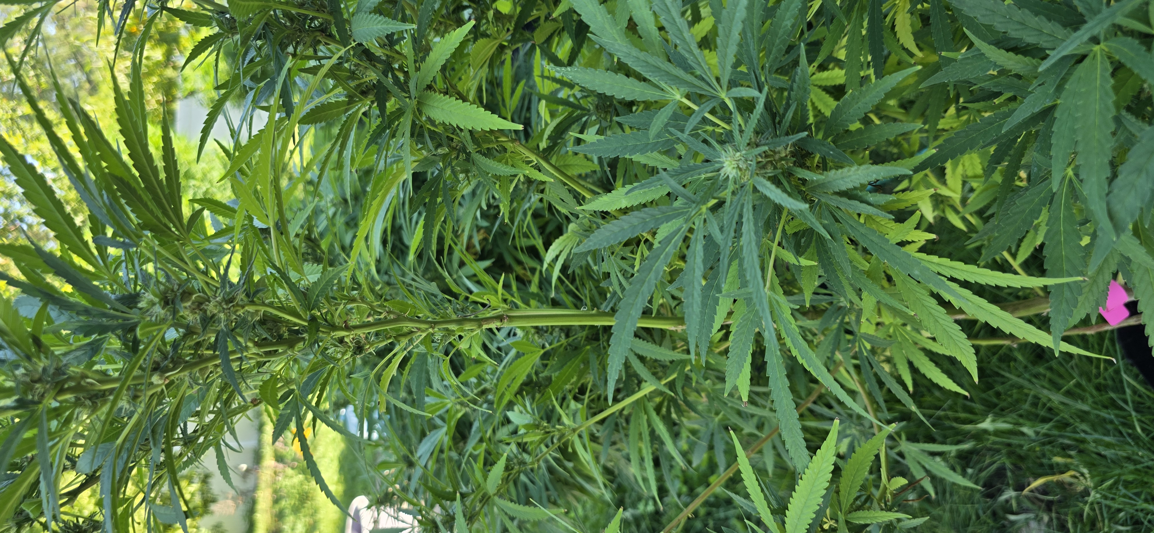 Outdoor Grow 1