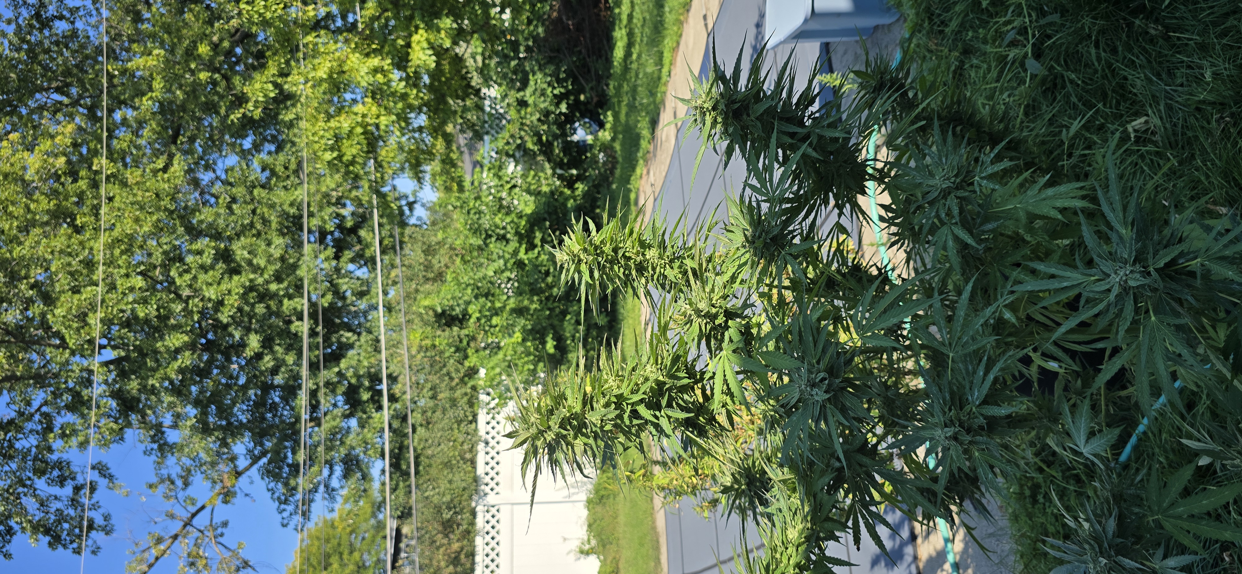 Outdoor Grow 2
