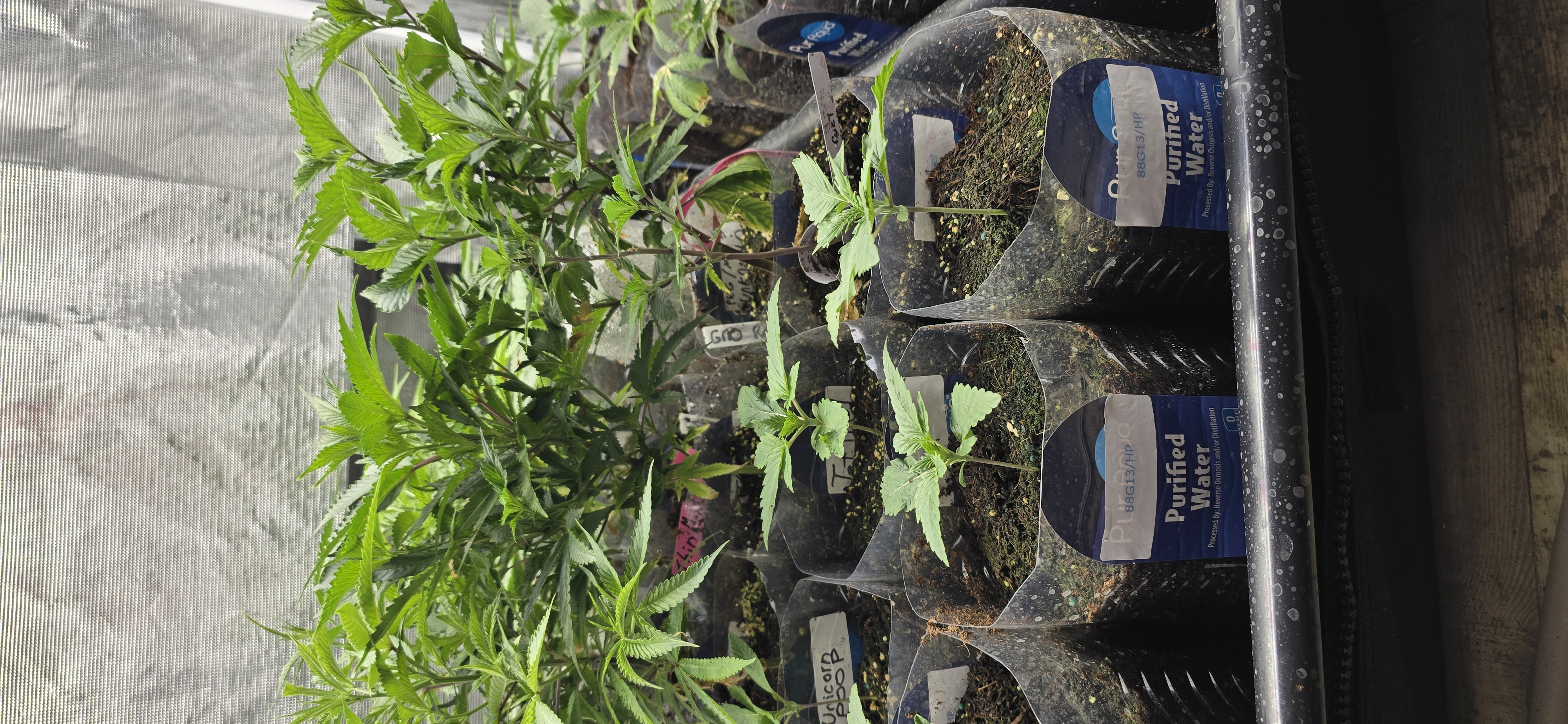Plants 9