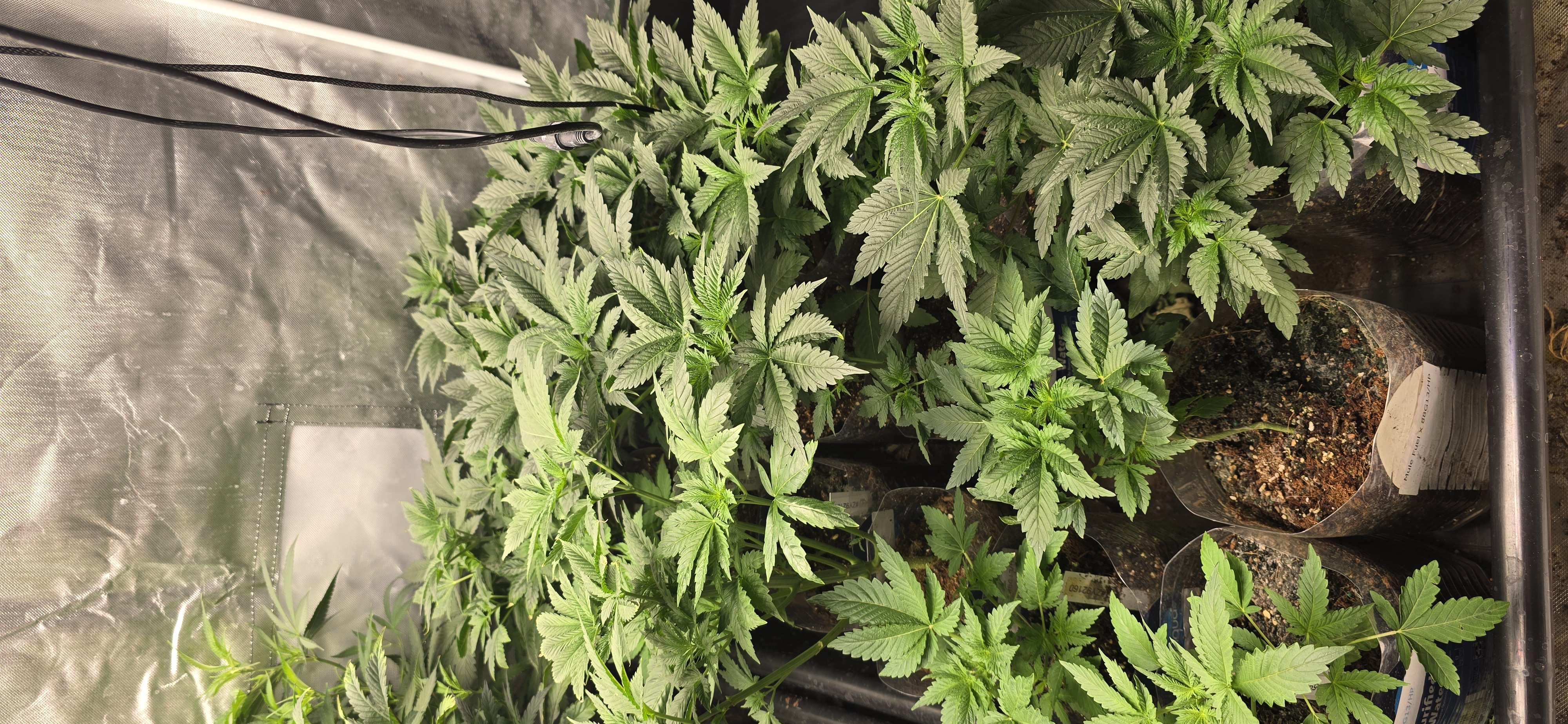 Plants 10