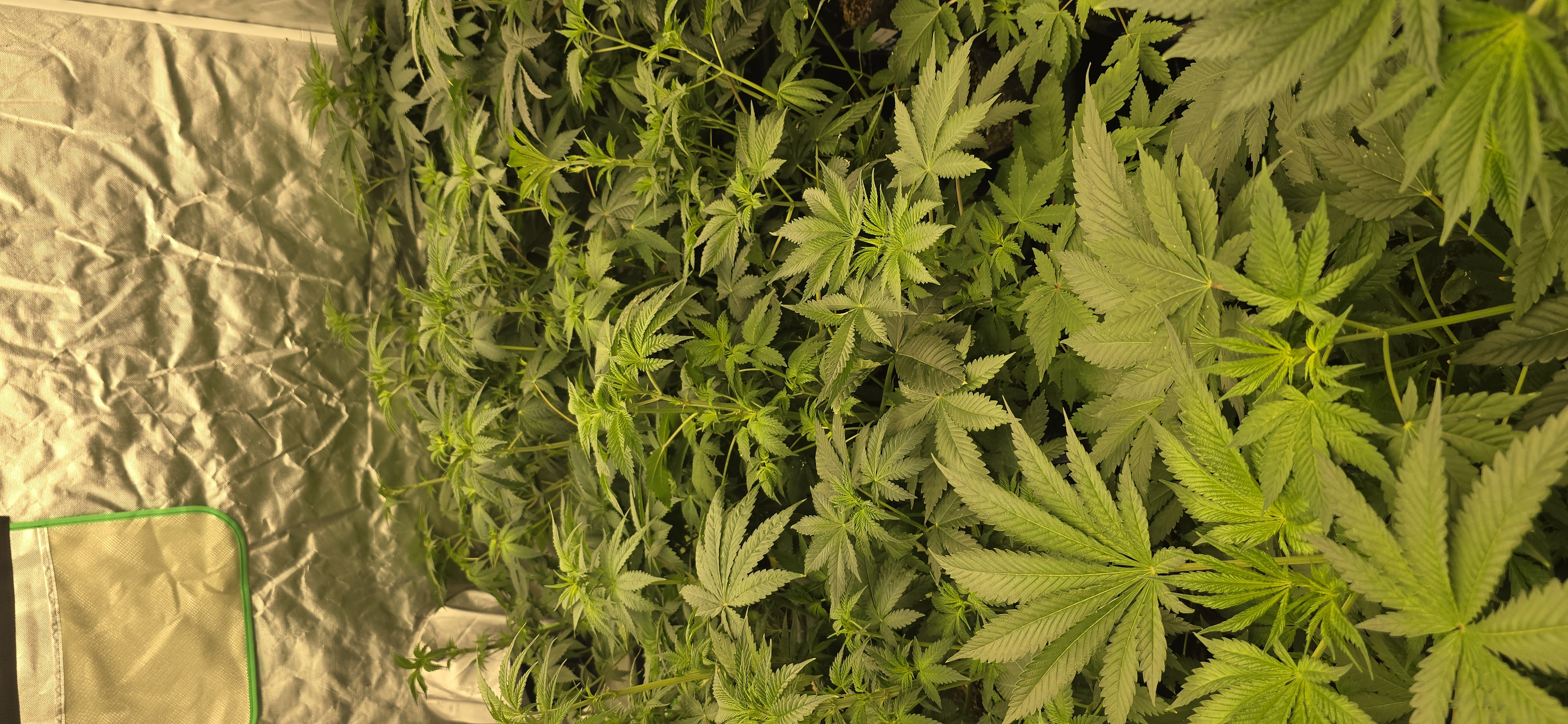 Plants 5