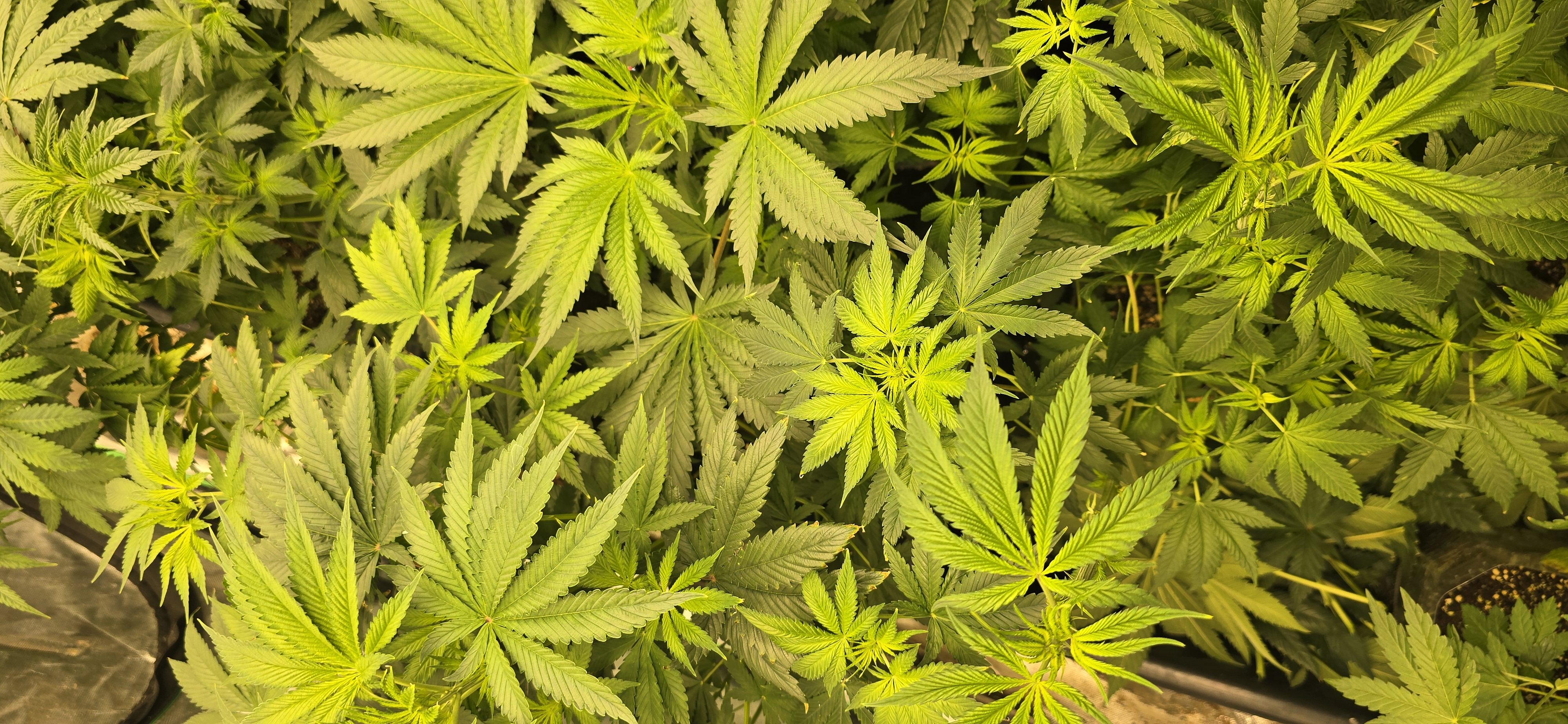Plants 6