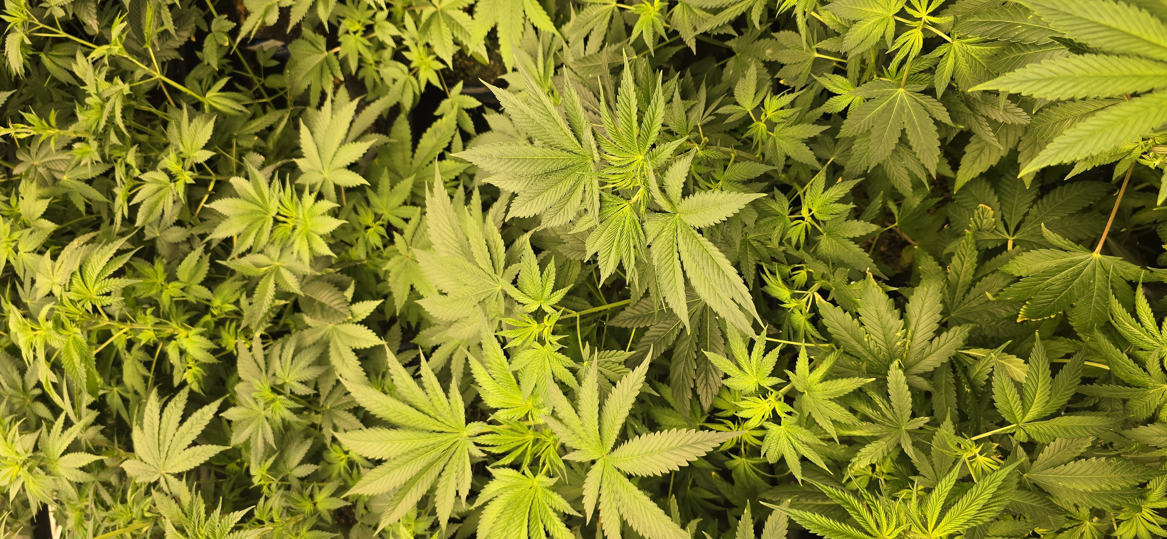 Plants 7