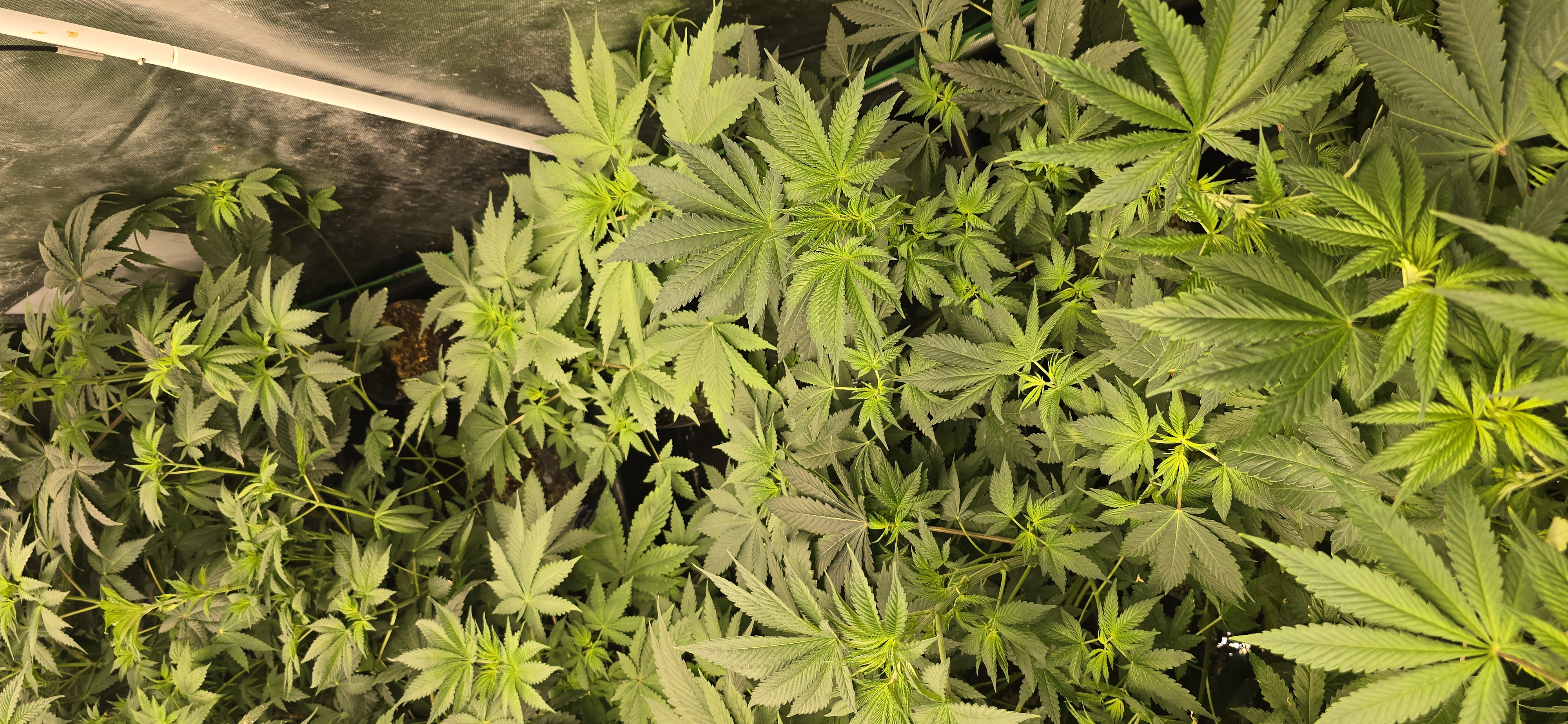 Plants 8